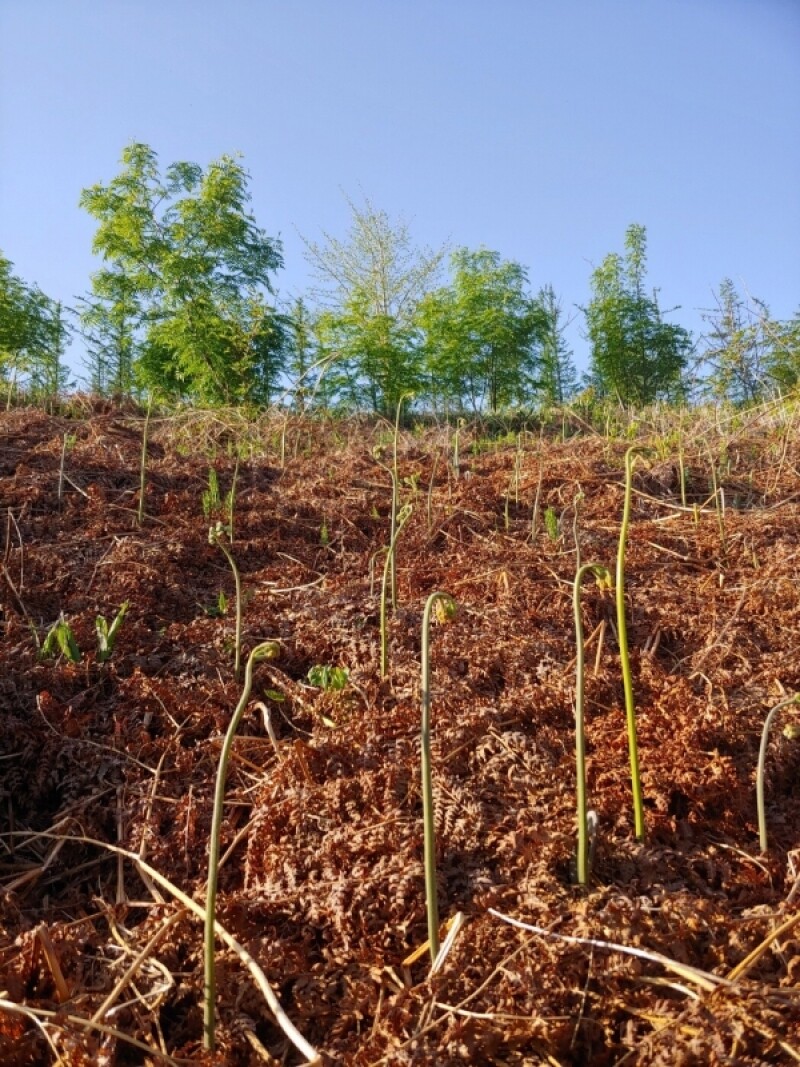 마가팜,정선 마가목 열매 추출 마가목