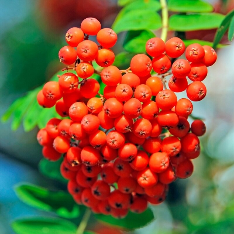 마가팜,정선 마가목 열매 추출 마가목